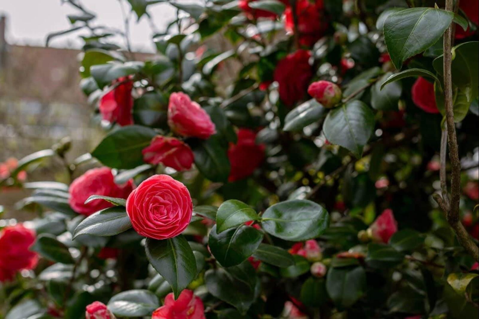 Bloemen in de tuin